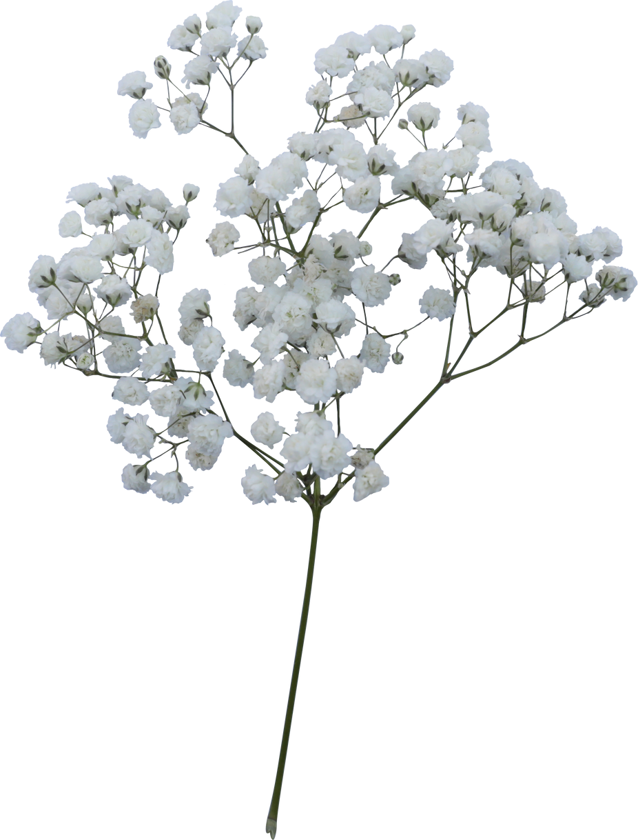 Baby's breath