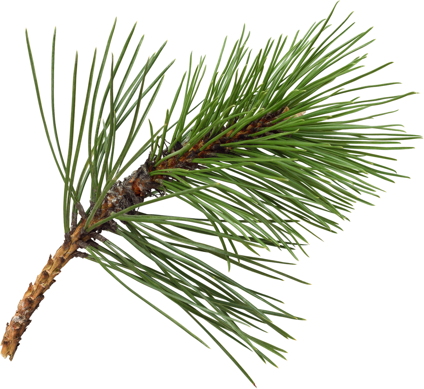 Pine branch
